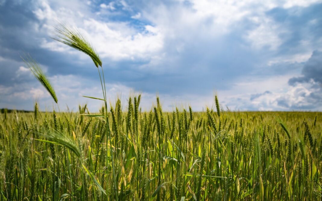 Soldados a la Agricultura: Un programa innovador en Fayetteville, Carolina del Norte, impulsado por la Cooperativa de Extensión pexels-anton-atanasov-221016