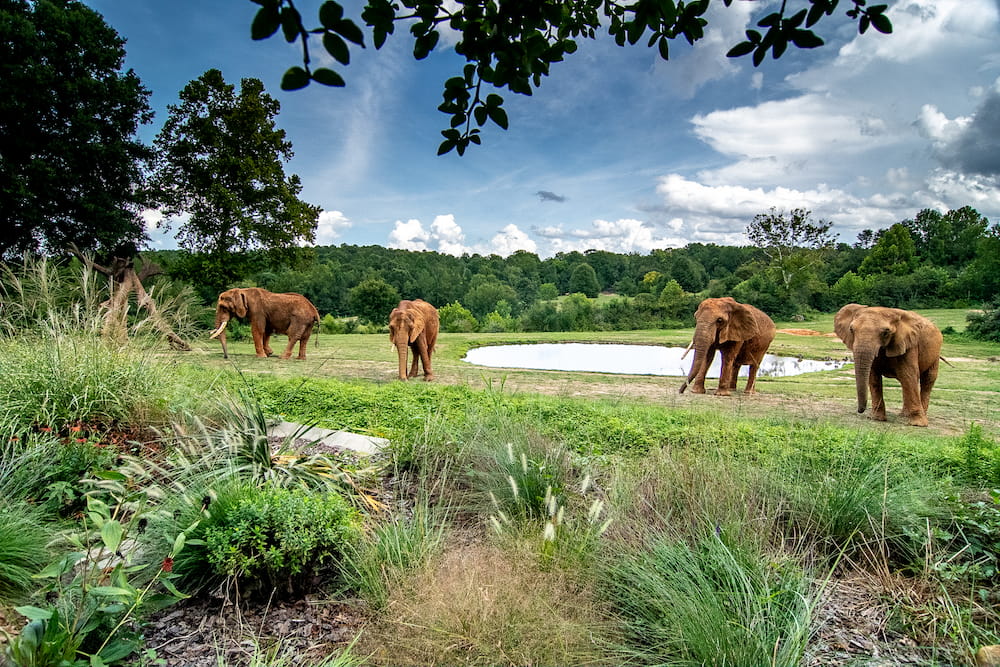 Con 1.700 animales y más de 250 especies, el zoológico de hábitat natural más grande del mundo está en Carolina del Norte y cumple 50 años NC Zoo