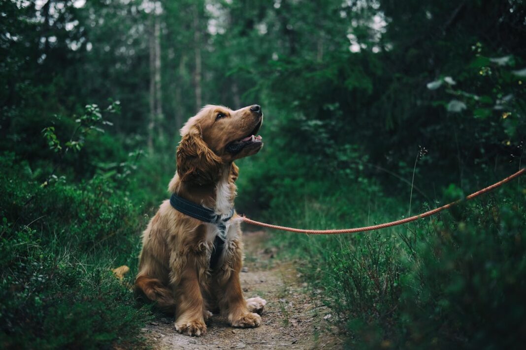 Servicios para Animales de Guilford reduce tarifas de adopción de gatos y perros de $75 a $25 Guilford Animal Services