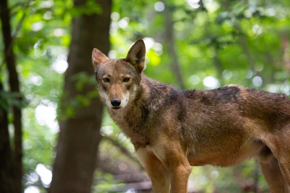 North Carolina Zoo: Un esfuerzo sostenido en el tiempo por salvar al Lobo Rojo Americano de la extinción NC Zoo